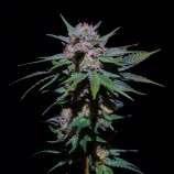 Cannabis Family Seeds Tenderheart