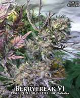 Cannabis Research Seed Co Berryfreak V1