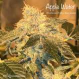 Cannarado Genetics Apple Water