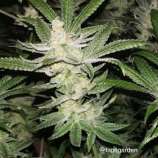 Cannarado Genetics Lemon Bubblegum Margy