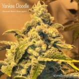 Cannarado Genetics Yankee Doodle