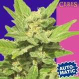 Ceres Seeds Auto-Lemonesia