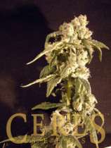 Ceres Seeds Easy Rider
