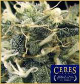 Ceres Seeds Fruity Thai