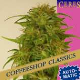 Ceres Seeds Super Automatic Kush