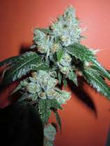 Clone Only Strains King Louis XIII