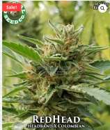 Coastal Seed Co Red Head