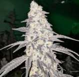 Compound Genetics Platinum Neon