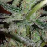 Connoisseur Genetics Silver Nevil