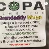 Copa Genetics Grandaddy Meigs