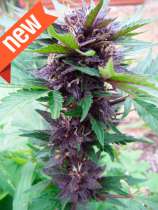 Cream of the Crop Seeds Narco Purps