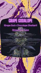 Crockett Family Farms Grape Godalope