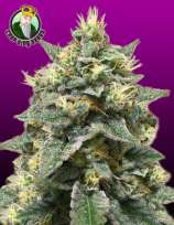 Crop King Seeds Azura Haze