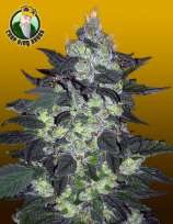 Crop King Seeds Candy Cane