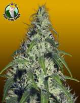 Crop King Seeds Revolver