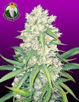 Crop King Seeds Super Silver Haze