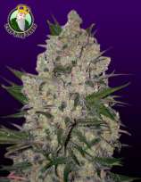 Crop King Seeds Zeus