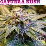 Cultivated Choice Genetics Caturra Kush