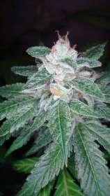 DNA Genetics Seeds O.G. Skunk