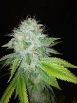 Dark Horse Genetics Dark Gamma Kush