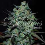 Delicious Seeds Northern Light Blue THC Free