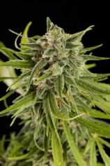 Dinafem Sweet Deep Grapefruit