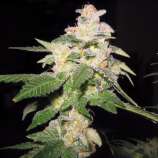 Divine Genetics Giesel Cookies