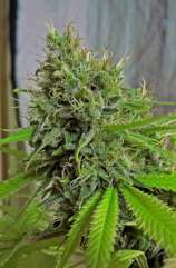 Dizzy Duck Seeds Sugar Kush