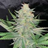 Doc's Dank Seeds Mia Wallace