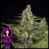 Domus Seeds Critical Kush