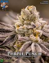 Dr. Blaze Purple Punch