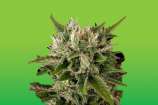 Dr. Blaze Sour Diesel Auto