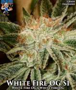 Dr. Blaze White Fire OG