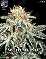 Dr. Blaze White Rhino