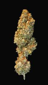 Dr. Greenthumb Iranian Haze