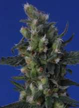Dr. Grow's Productions Dr. Grow's White Russian