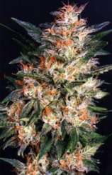 Dr. Hemps Seeds White Wizard