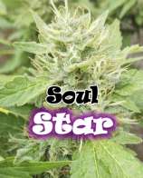 Dr. Underground Soul Star