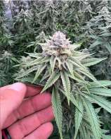 Dungeon Of Dank Genetics Platinum Blue Balls