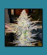 Dungeons Vault Genetics Purple Champagne