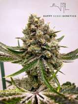 Duppy Sensi Genetics Watermelon Zkittlez S5