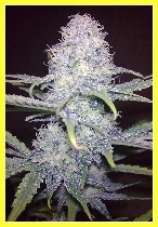 DutchBreed Killer Super Blueberry