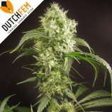 DutchFem Doctor Diesel Automatic