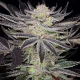 Dynasty Seeds Huckleberry Kush V4