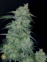 Dynasty Seeds Lavender Lemonade