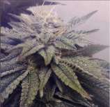 Elev8 Seeds Master Kush