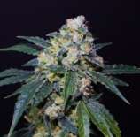 Elev8 Seeds T-Fly’s Diesel