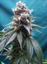 Emerald Mountain Seeds Pure Truthband