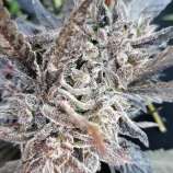 Emerald Mountain Seeds Royal Kush X