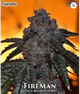 Envy Genetics FireMan